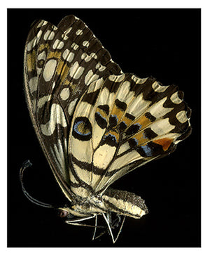 Papilio demoleus