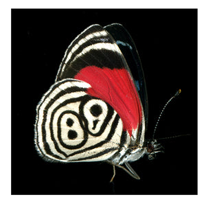 Diaethria anna