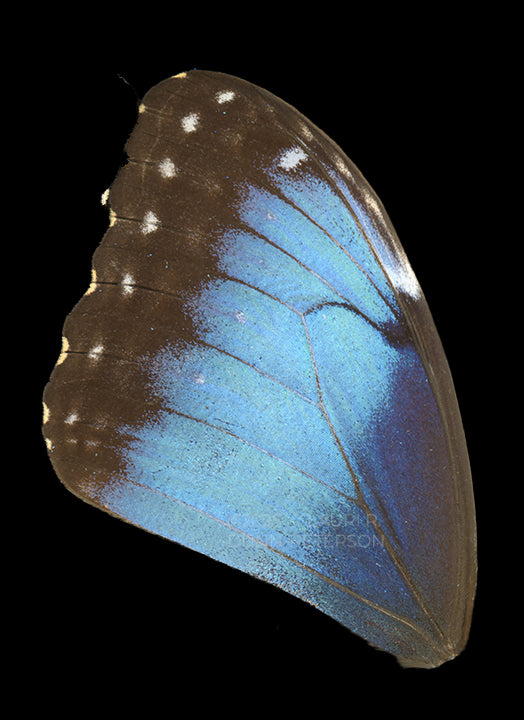 Morpho deidamia