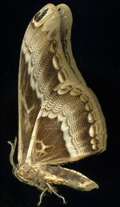 Dactyloceras lucina