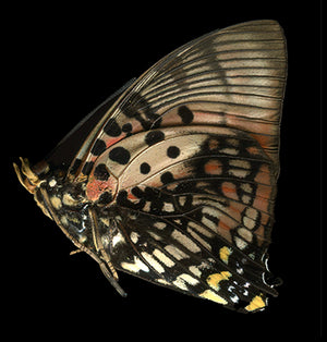 Charaxes zingha