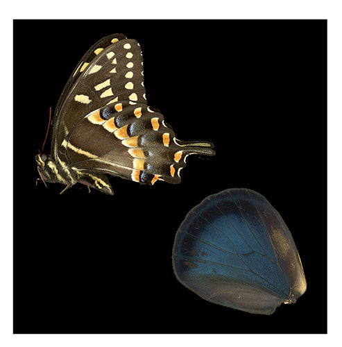 Papilio Glaucus